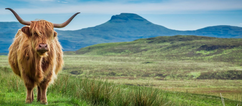 Highland image